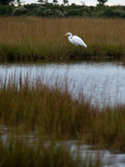 Great White Egret Hunting I