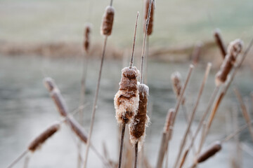 Cattails along the edge of a pond. Winter cattails with frost on the tips.