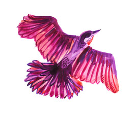 Fototapeta premium Watercolor flying purple, pink, red abstract bird isolated on white background. Hand-drawn art creative animal object for card, wallpaper, wrapping, sticker, textile