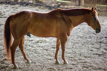 Brown american quarter horse in an indoor arena