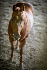 Brown american quarter horse in an indoor arena