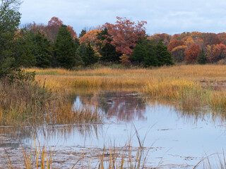 Fototapeta premium Autumn Trees Around Marsh