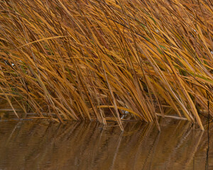 Fototapeta premium Marsh Grass in Moving Water