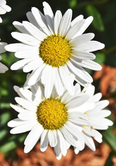 Fototapeta premium Summer Daisies
