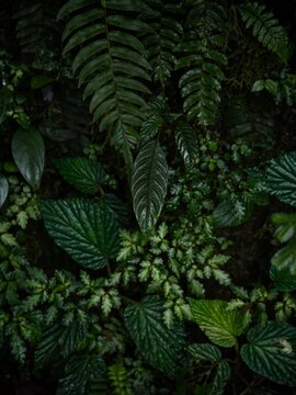 Fototapeta Closeup view of lush green tropical rainforest plants flowers leaf jungle cloud forest leaves in Mindo Ecuador
