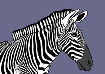Fototapeta na wymiar Light purple zebra