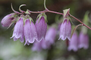 紫色のホタルブクロ