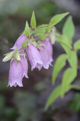 紫色のホタルブクロ