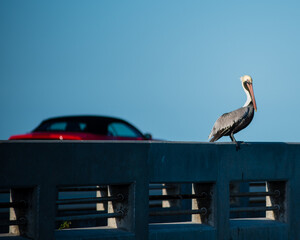Pelican portrait looking at the camera
