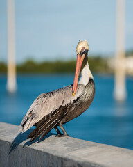 Where the pelicans hang out in key west