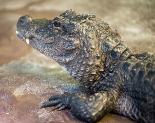 Small alligator head looking away from camera with teeth showing
