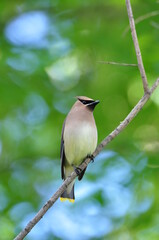 Cedar waxwing, Spring, waxwing, bird sitting on a branch, yellow, Washington state, birdwatching, Washington bird￼￼