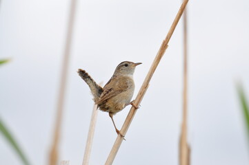 The house wren (Troglodytes aedon) is a small songbird of the wren family, Troglodytidae. It occurs from Canada to southernmost South America, and is thus the most widely distributed bird in Americas.