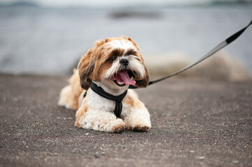 Short haired shih tzu outside on the beach