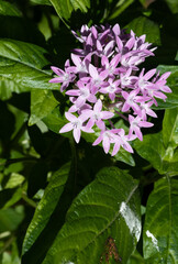 pink and white lilac