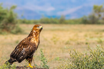 Red hawk close portrait with blurred background
