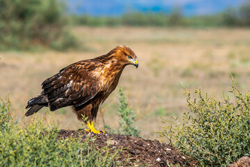 Red hawk close portrait with blurred background