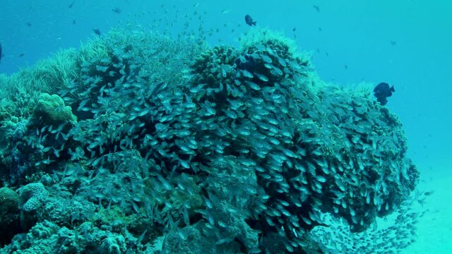 珊瑚と熱帯魚