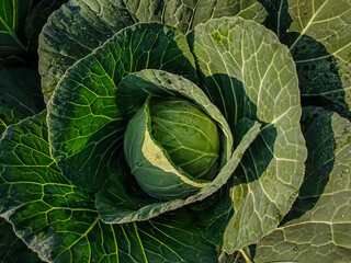 Obraz premium Cabbage is a leafy green, or white biennial plant grown as an annual vegetable crop for its dense-leaved heads.