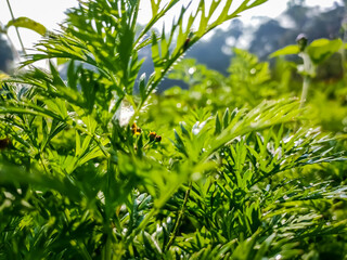 Acmella is a genus of plants in the aster family, Asteraceae, described as a genus in 1807. It is native to the Americas and has been introduced to Asia, Africa, the Pacific islands, and Australia.