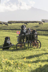 Obraz premium 4 bernese mountain dog puppy with cart