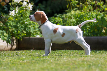 English pointer puppy 