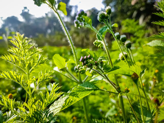 Obraz premium Ageratum conyzoides is native to Tropical America, especially Brazil, and considered an invasive weed in many other regions.