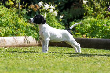 English pointer puppy 