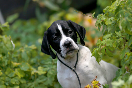 English pointer puppy 
