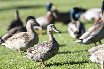 ducks paradise