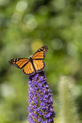 purple flower with monarch butterfly