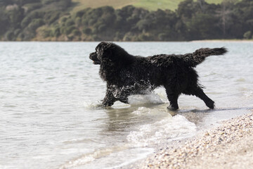 Newfoundland at the beach swimming