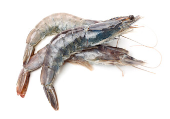 shrimps on a white background 