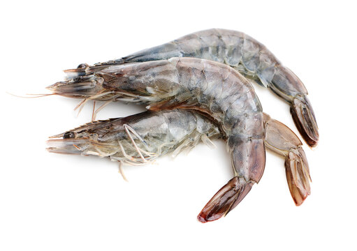 shrimps on a white background 