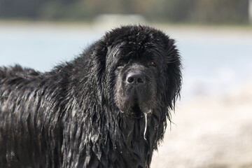 Fototapeta premium Newfoundland at the beach head