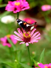 Fototapeta na wymiar butterfly on red zinnia