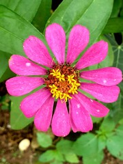 Close up of pink zinnia