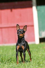 miniature pinscher head