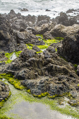 Black jagged rock ocean beach green algae .