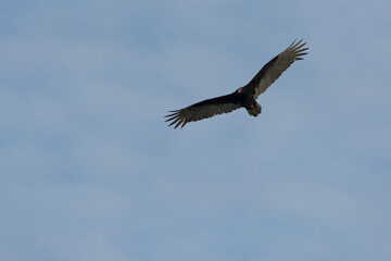 Turkey vulture bird riding thermals with blue sky .