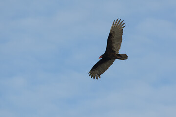 Turkey vulture bird riding thermals with blue sky .