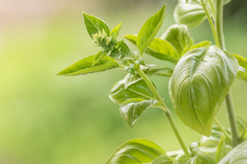 basil plant bud detail with daylight