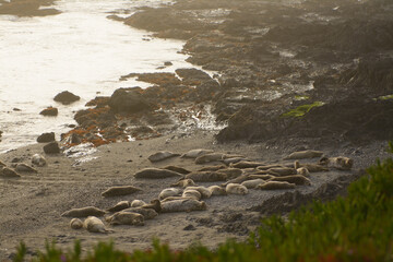 A group of harbor seals sunbathing on the sand california beach .