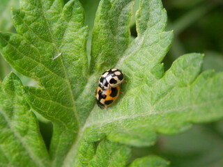 葉の上で交尾中のヒメカメノコテントウ