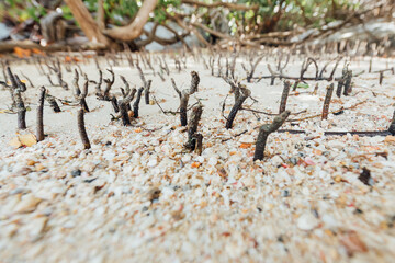 ocean mangroves growing new growth