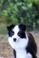 Border collie head