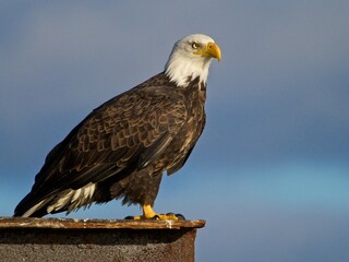 Bald eagle perched on Sidney BC coast against blue sky
