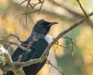 NZ tri feeding in a cherry tree