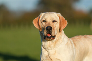 labrador head