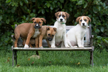 4 cross bred puppy on a chair